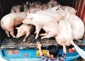 发现大批瘦肉精猪 广州封杀湘潭猪三个月