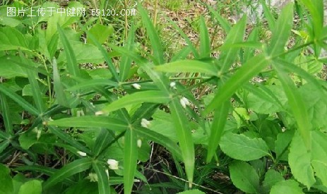 美胸控：汤唯私房丰胸食谱