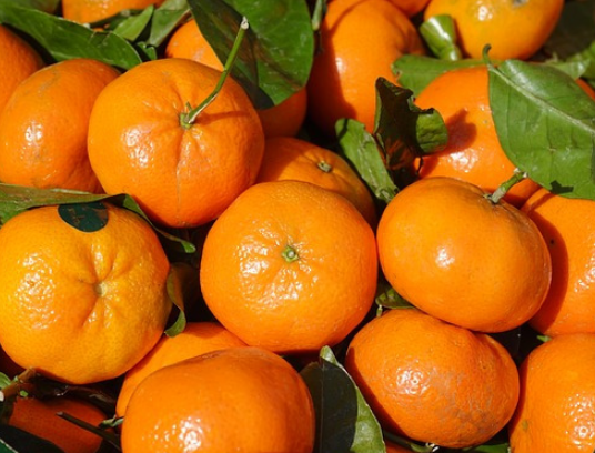 [第1308期]专家：橘子吃多了，警惕“橘黄症”